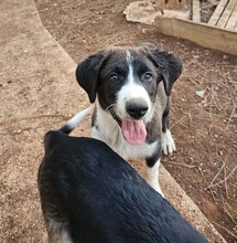 ROSWITHA, Hund, Mischlingshund in Weilburg - Bild 14