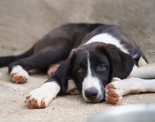 ROSWITHA, Hund, Mischlingshund in Weilburg - Bild 3