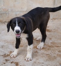 ROSWITHA, Hund, Mischlingshund in Weilburg - Bild 4