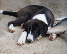 ROSWITHA, Hund, Mischlingshund in Weilburg - Bild 8