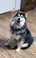 ONYX, Hund, Siberian Husky in Ungarn - Bild 3