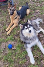 ONYX, Hund, Siberian Husky in Ungarn - Bild 4