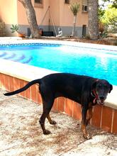 NEGRI, Hund, Dobermann in Spanien - Bild 1