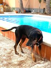 NEGRI, Hund, Dobermann in Spanien - Bild 2