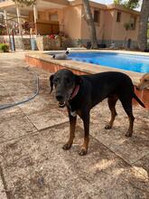 NEGRI, Hund, Dobermann in Spanien - Bild 3