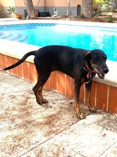 NEGRI, Hund, Dobermann in Spanien - Bild 4