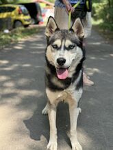 DEMON, Hund, Siberian Husky in Geldern - Bild 1