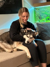 DEMON, Hund, Siberian Husky in Geldern - Bild 12