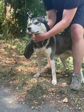 DEMON, Hund, Siberian Husky in Geldern - Bild 2