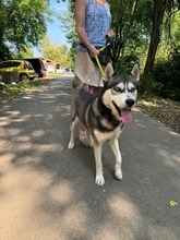 DEMON, Hund, Siberian Husky in Geldern - Bild 3