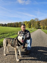 DEMON, Hund, Siberian Husky in Geldern - Bild 4