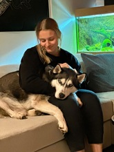 DEMON, Hund, Siberian Husky in Geldern - Bild 5