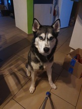 DEMON, Hund, Siberian Husky in Geldern - Bild 6