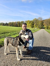 DEMON, Hund, Siberian Husky in Geldern - Bild 9