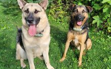 BUBI, Hund, Deutscher Schäferhund-Mix in Tiefenbach - Bild 3