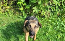 BUBI, Hund, Deutscher Schäferhund-Mix in Tiefenbach - Bild 4