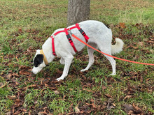 BEATRICE, Hund, Mischlingshund in Öllingen - Bild 6