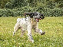 RIO, Hund, Irish Setter in Hainburg - Bild 1