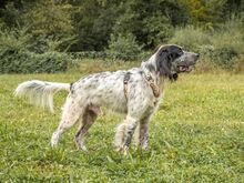 RIO, Hund, Irish Setter in Hainburg - Bild 2