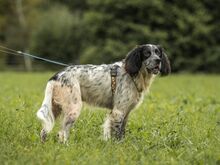 RIO, Hund, Irish Setter in Hainburg - Bild 3