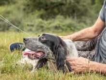 RIO, Hund, Irish Setter in Hainburg - Bild 4