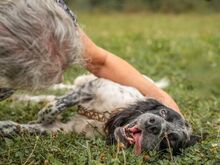 RIO, Hund, Irish Setter in Hainburg - Bild 5