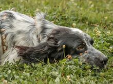 RIO, Hund, Irish Setter in Hainburg - Bild 6