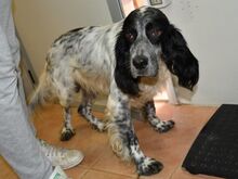 RIO, Hund, Irish Setter in Hainburg - Bild 7