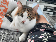 DESIREE, Katze, Europäisch Kurzhaar in Iggensbach