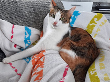 DESIREE, Katze, Europäisch Kurzhaar in Iggensbach - Bild 2