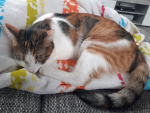 DESIREE, Katze, Europäisch Kurzhaar in Iggensbach - Bild 3