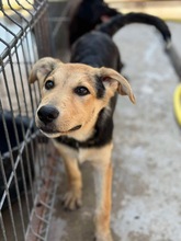 ELLA, Hund, Mischlingshund in Rumänien - Bild 4