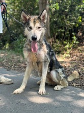 KODY, Hund, Alaskan Malamute in Ungarn - Bild 1