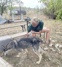 KODY, Hund, Alaskan Malamute in Ungarn - Bild 10