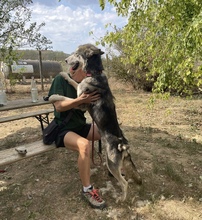 KODY, Hund, Alaskan Malamute in Ungarn - Bild 11