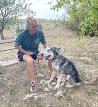 KODY, Hund, Alaskan Malamute in Ungarn - Bild 12