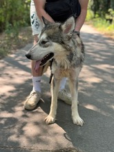 KODY, Hund, Alaskan Malamute in Ungarn - Bild 2