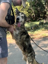 KODY, Hund, Alaskan Malamute in Ungarn - Bild 3