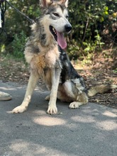 KODY, Hund, Alaskan Malamute in Ungarn - Bild 4