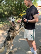 KODY, Hund, Alaskan Malamute in Ungarn - Bild 5