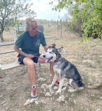 KODY, Hund, Alaskan Malamute in Ungarn - Bild 6