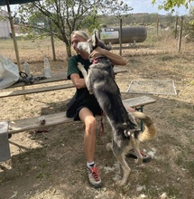 KODY, Hund, Alaskan Malamute in Ungarn - Bild 7