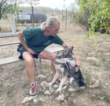 KODY, Hund, Alaskan Malamute in Ungarn - Bild 8