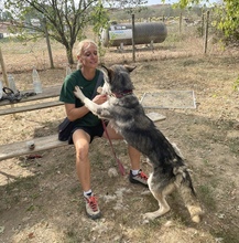 KODY, Hund, Alaskan Malamute in Ungarn - Bild 9