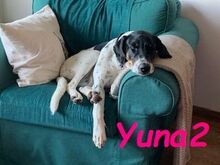 YUNA2, Hund, Bodeguero Andaluz-Mix in Obernkirchen