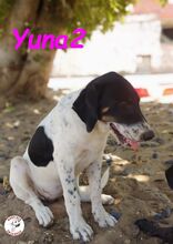 YUNA2, Hund, Bodeguero Andaluz-Mix in Obernkirchen - Bild 10