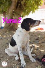 YUNA2, Hund, Bodeguero Andaluz-Mix in Obernkirchen - Bild 11