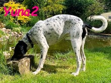 YUNA2, Hund, Bodeguero Andaluz-Mix in Obernkirchen - Bild 3