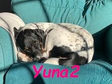 YUNA2, Hund, Bodeguero Andaluz-Mix in Obernkirchen - Bild 4