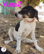 YUNA2, Hund, Bodeguero Andaluz-Mix in Obernkirchen - Bild 5